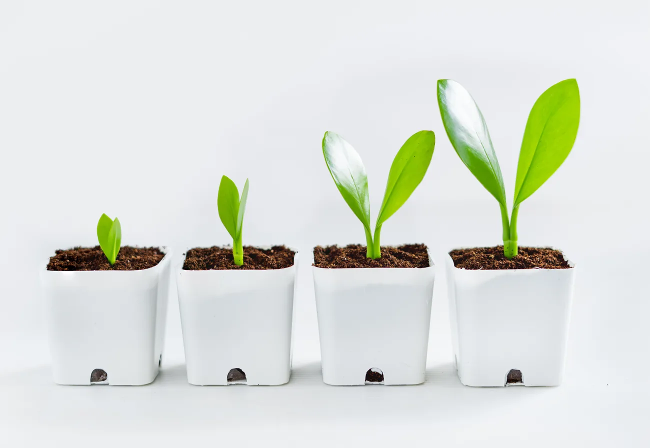 Four seedlings in a row, each taller than the last